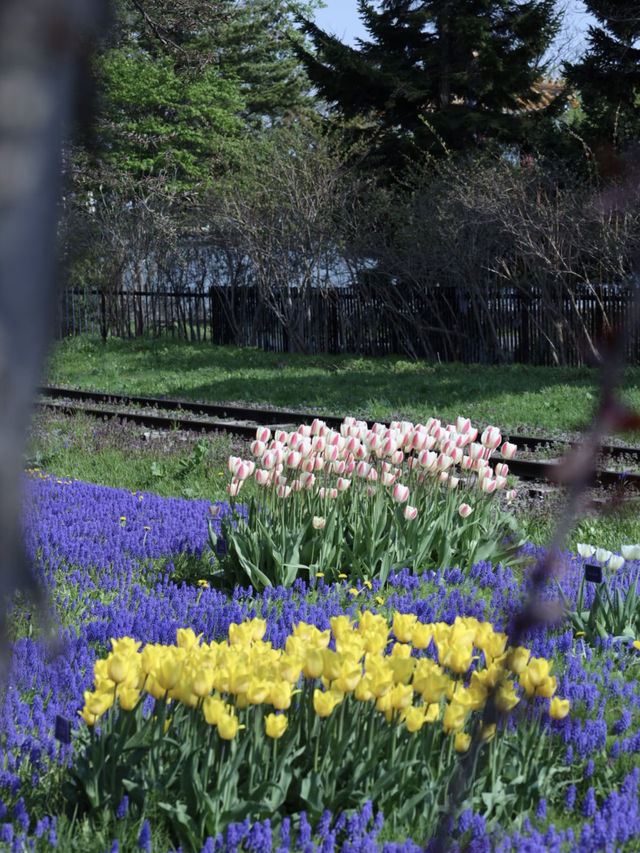 🌷Sapporo, Hokkaido – Tulips in Full Bloom, Static Beauty🌷