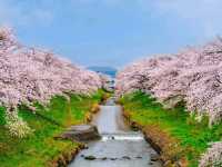 Akiyama’s Cherry Blossom Sweet Spot