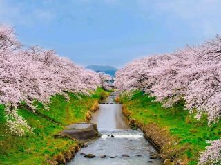 Akiyama’s Cherry Blossom Sweet Spot