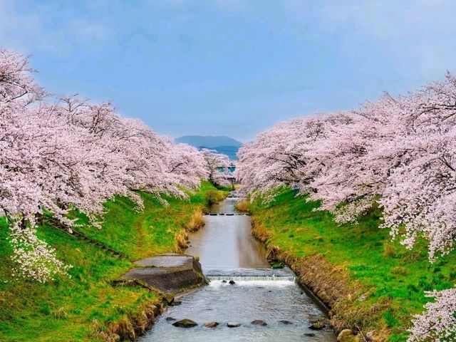 Akiyama’s Cherry Blossom Sweet Spot
