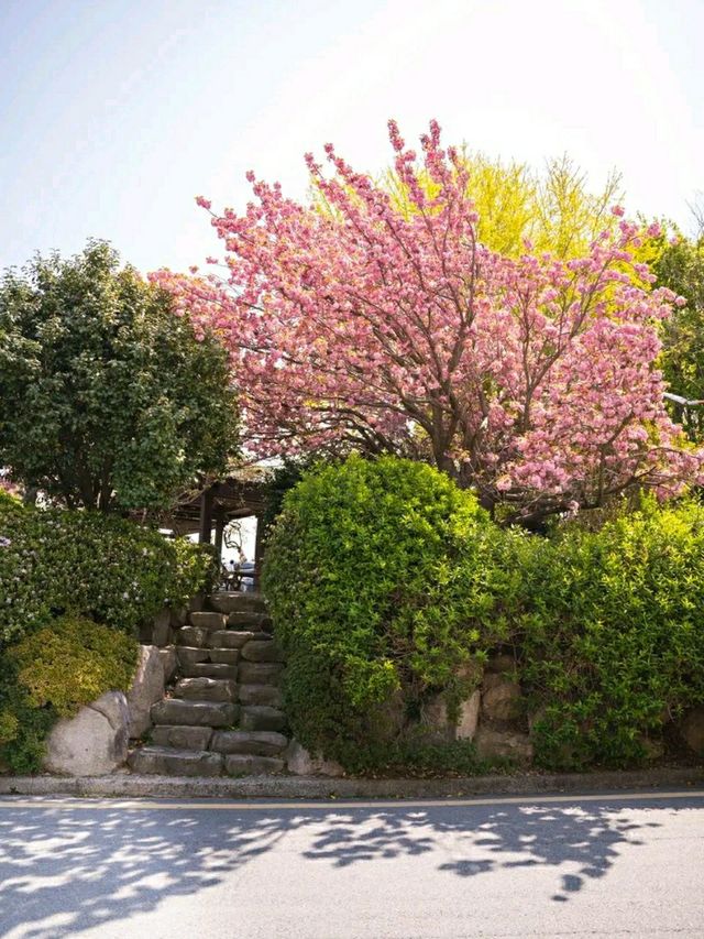 Blossoms by the Sea: Experiencing Spring in Busan