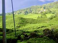 Art of Tea: Behind the Scenes at Malaysia’s Most Iconic Plantation