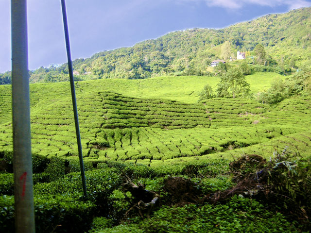 Art of Tea: Behind the Scenes at Malaysia’s Most Iconic Plantation