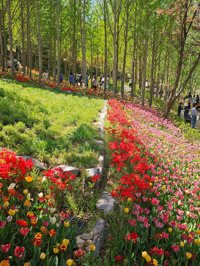💕마음까지 환해지는 곳 아산 피나클랜드🌷🍃