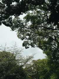 上野恩賜公園繡球花季｜東京綠意的浪漫詩篇