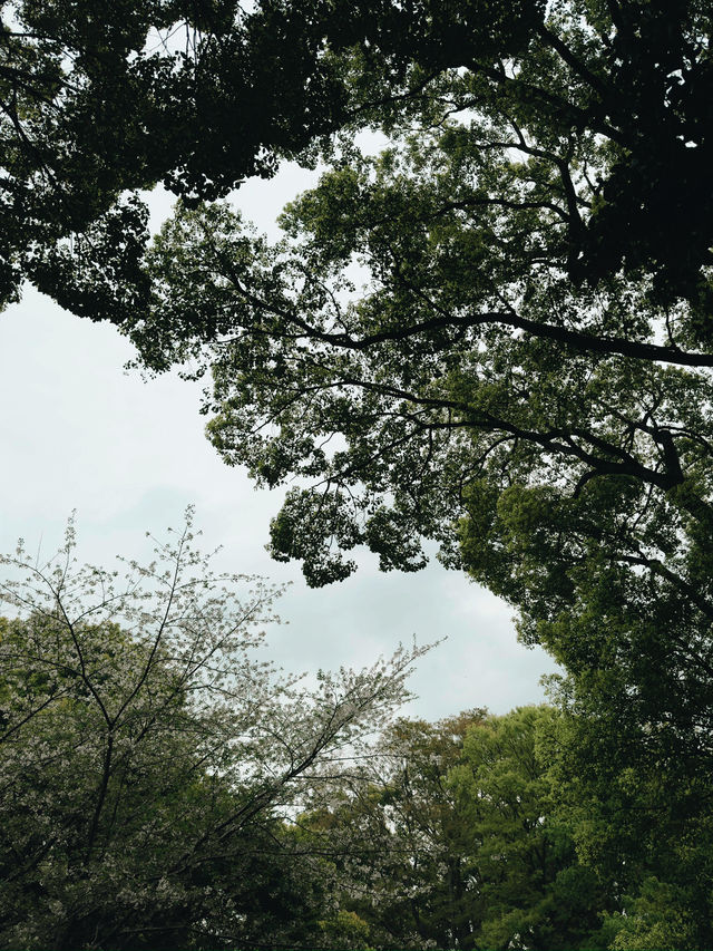 上野恩賜公園繡球花季｜東京綠意的浪漫詩篇
