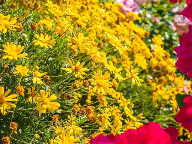 Yamashita Park – Yokohama’s Waterfront Gem