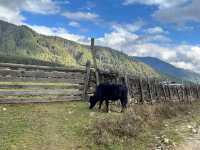 Phobjikha Valley – Blue Skies & Quiet Beauty 