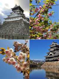  🌸 "Cherry blossoms and castles: timele