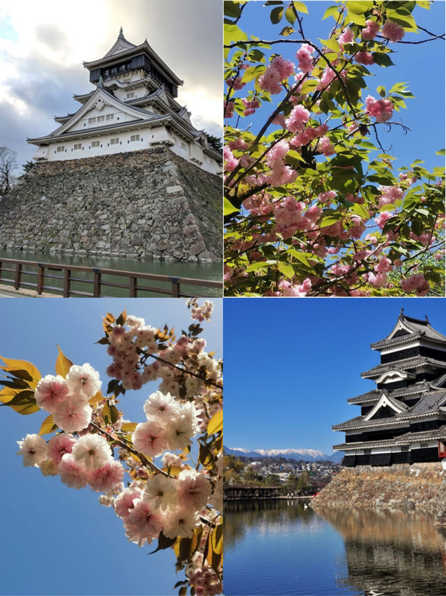  🌸 "Cherry blossoms and castles: timele