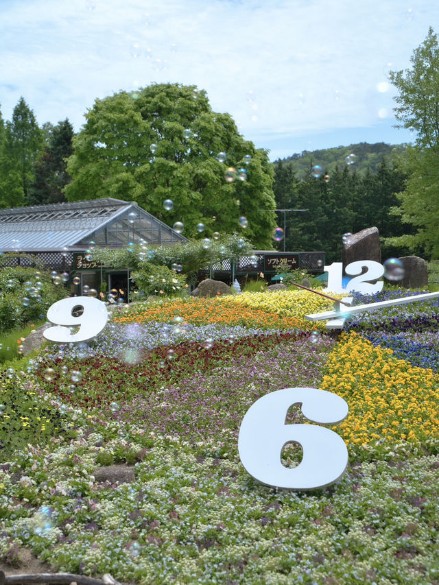春風に揺れるポピー畑に酔いしれる🌺🌼※観光攻略情報付き