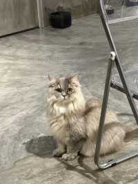 Coffee Cat House in JB