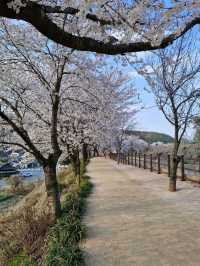 Gyeongju in Bloom