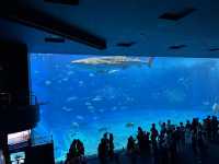 【美ら海水族館｜海の神秘に包まれる沖縄の人気スポット】 世界に誇る！ジンベエザメとマンタが泳ぐ大水槽に感動