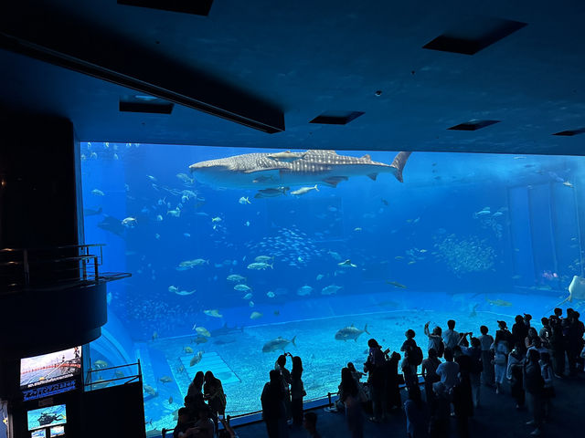 【美ら海水族館｜海の神秘に包まれる沖縄の人気スポット】 世界に誇る！ジンベエザメとマンタが泳ぐ大水槽に感動