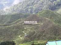 馬來西亞🇲🇾一盞茶一段風景 金馬倫茶園Cameron Valley Tea的晨時風光
