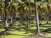 Coconut Dreams & Goat Glee at Chiang Mai’s Hidden Gem!  