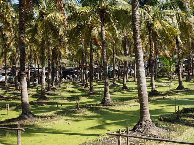 Coconut Dreams & Goat Glee at Chiang Mai’s Hidden Gem!  