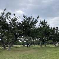 Flower Hill - Uminokamichi Seaside Park 
