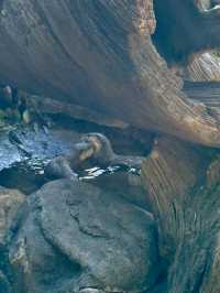 Australia Zoo is just a popular choice