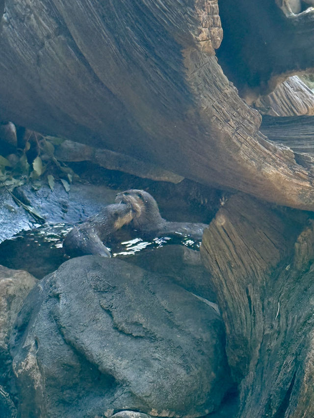 Australia Zoo is just a popular choice