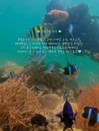 (저장💌) 나트랑 여행, 이것만은 꼭 하고오세요 🇻🇳