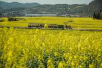 LUOPING IN SPRING 2025