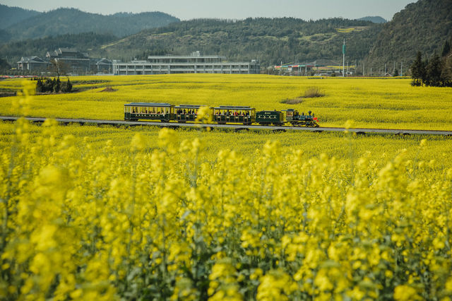 LUOPING IN SPRING 2025