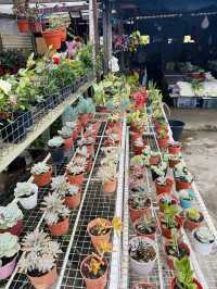 Succulent Heaven in Kundasang 