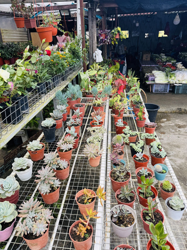 Succulent Heaven in Kundasang 