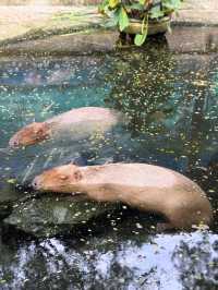 🌿🔥 走入野生奇蹟！綠山動物園大冒險！🌴🐘 🔥🌿