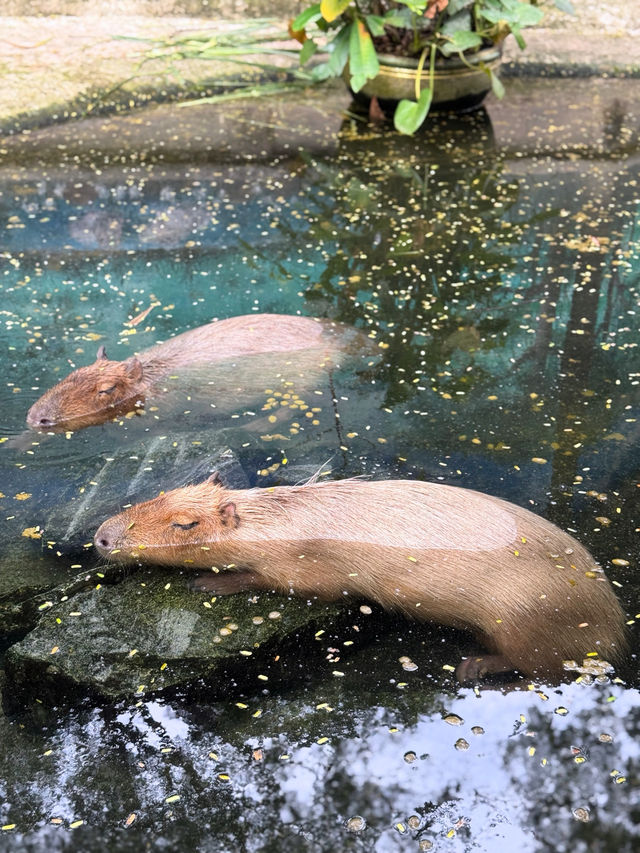 🌿🔥 走入野生奇蹟！綠山動物園大冒險！🌴🐘 🔥🌿