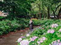 ไฮเดรนเยียบานแล้ว…ใจกลางเมืองฟุกุโอกะ🌿🌸