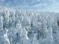 樹冰高原中的滑雪天堂❄️