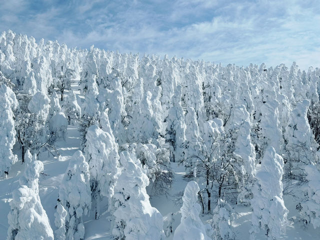 樹冰高原中的滑雪天堂❄️