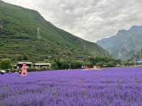   💜 Lavender Fields + Ancient Qiang Vibes at Yangliu Village
