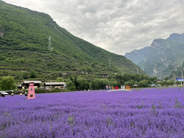   💜 Lavender Fields + Ancient Qiang Vibes at Yangliu Village