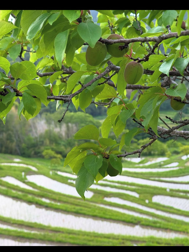 🌾日本の原風景に癒される「大山千枚田」で心洗われる旅を