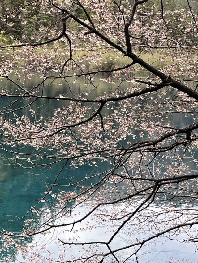 Where waterfalls sing and lakes mirror the sky: Discover Jiuzhaigou
