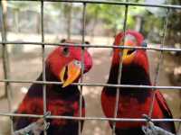 Zoo Melaka, Best For Family ❤️