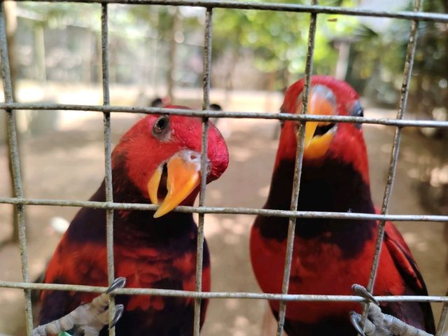 Zoo Melaka, Best For Family ❤️