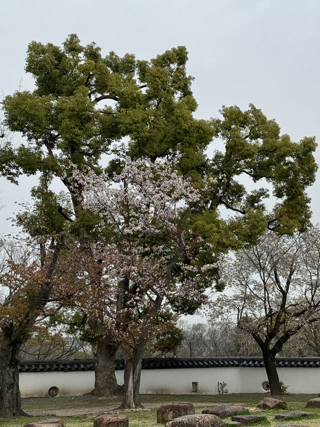 大阪交通攻略｜關西廣域周遊券