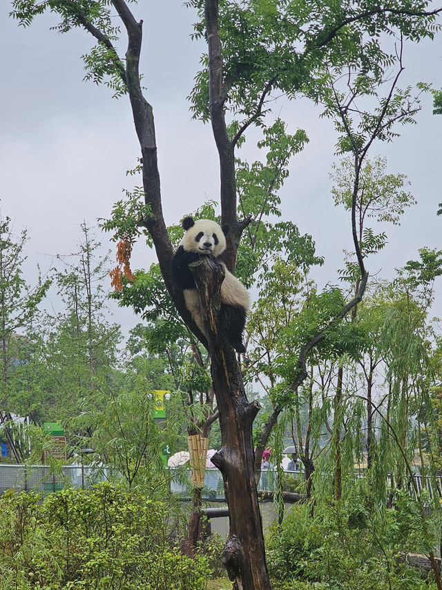 🐼 Ultimate Chengdu Giant Panda Base Adventure: Your Complete Guide to Panda Paradise! 🎋