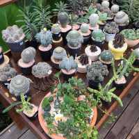Montra Cafe – นครนายก คาเฟ่ในสวนเขียวขจี