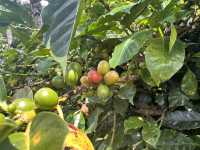 【Ocaso Coffee House｜Finca El Ocasoのコーヒーツアー】