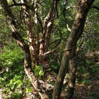 Nature Escape Vibes at Jeju Gotjawal Provincial Park