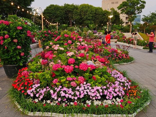 The decoration of blossoming hydrangeas at Jangsaengpo