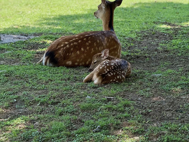 My Nara Deer Encounter: Cute Bows and Heartfelt Curry! 🦌🍛