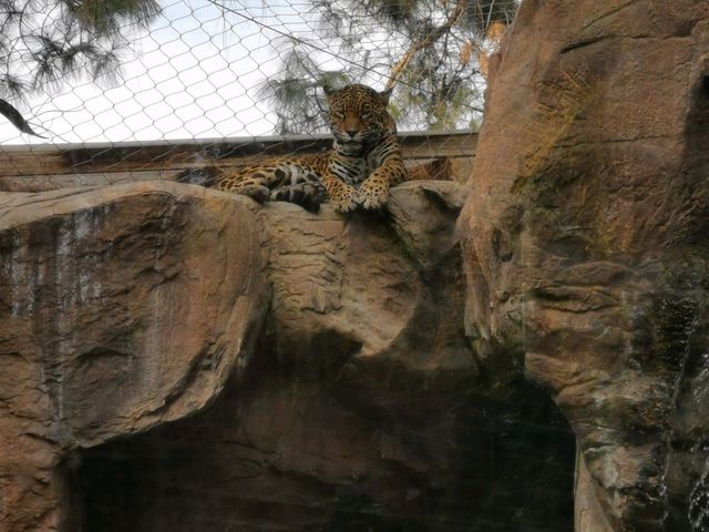 Critters & Giggles: A Day at Happy Hollow Park and Zoo