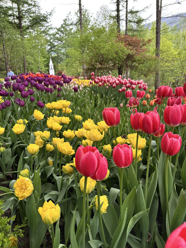 可能係全韓國最靚嘅花園！晨靜樹木園：四季都美到不像話💐💫